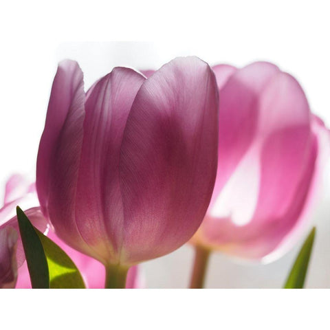 Pink Tulips White Modern Wood Framed Art Print by Bonin, Suzanne