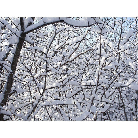 Still Winter Black Modern Wood Framed Art Print with Double Matting by Bonin, Suzanne