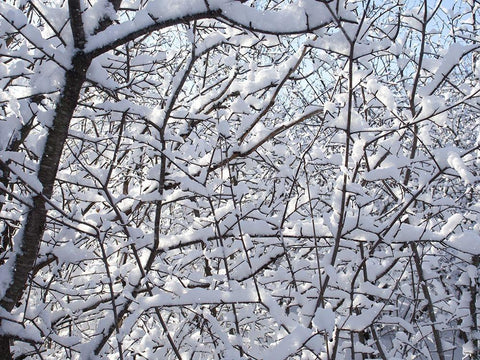 Still Winter White Modern Wood Framed Art Print with Double Matting by Bonin, Suzanne