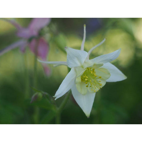 White Columbine Gold Ornate Wood Framed Art Print with Double Matting by Bonin, Suzanne