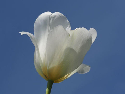 White Tulip Blue Sky White Modern Wood Framed Art Print with Double Matting by Bonin, Suzanne