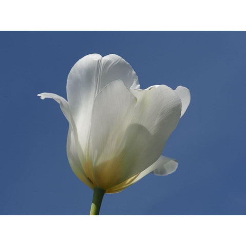 White Tulip Blue Sky Gold Ornate Wood Framed Art Print with Double Matting by Bonin, Suzanne