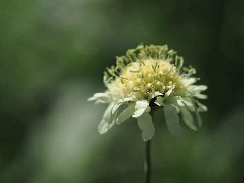 Yellow Scabious Black Ornate Wood Framed Art Print with Double Matting by Bonin, Suzanne