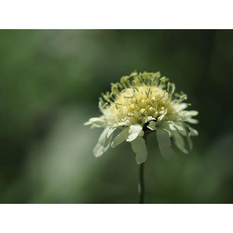 Yellow Scabious Black Modern Wood Framed Art Print by Bonin, Suzanne