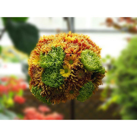 Chrysanthemum Bouquet Black Modern Wood Framed Art Print with Double Matting by Bonin, Suzanne