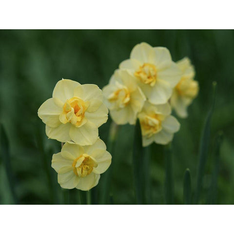 Double Daffodils Black Modern Wood Framed Art Print with Double Matting by Bonin, Suzanne