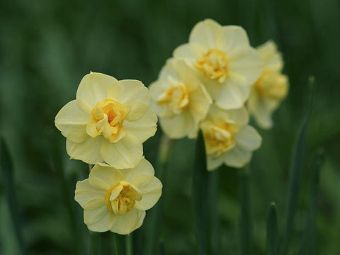 Double Daffodils Black Ornate Wood Framed Art Print with Double Matting by Bonin, Suzanne