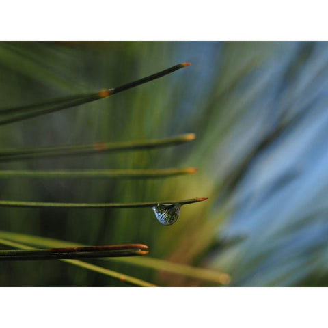 One Drop Black Modern Wood Framed Art Print with Double Matting by Bonin, Suzanne