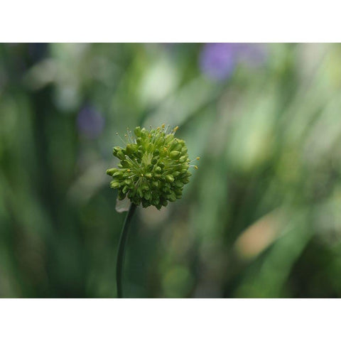 Ornamental Onion Black Modern Wood Framed Art Print by Bonin, Suzanne