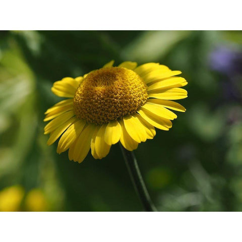 Prettier In Yellow Black Modern Wood Framed Art Print with Double Matting by Bonin, Suzanne