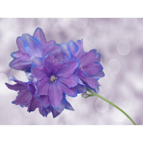 Pretty Me Black Modern Wood Framed Art Print by Bonin, Suzanne