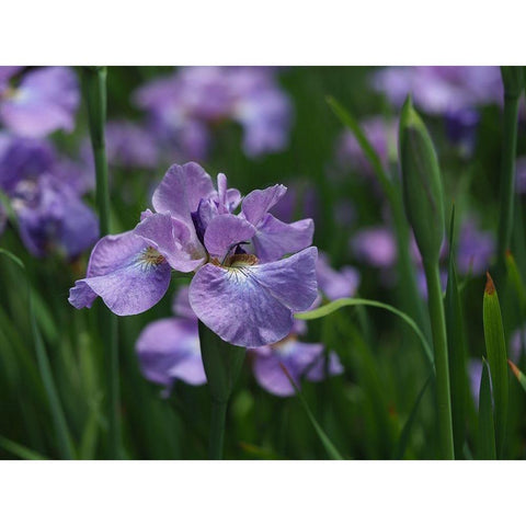 Purple One Gold Ornate Wood Framed Art Print with Double Matting by Bonin, Suzanne