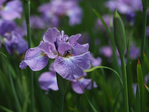 Purple One White Modern Wood Framed Art Print with Double Matting by Bonin, Suzanne