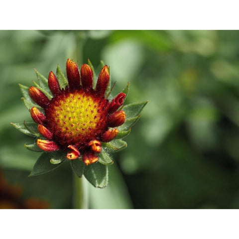 Rebel Gold Ornate Wood Framed Art Print with Double Matting by Bonin, Suzanne