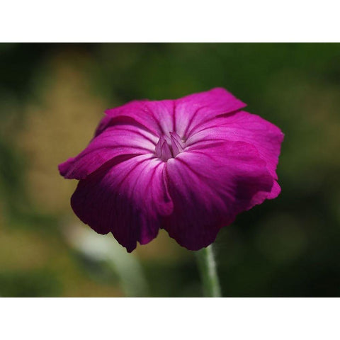 Rose Campion White Modern Wood Framed Art Print by Bonin, Suzanne