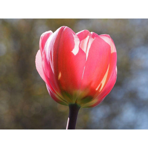 Showy Tulip Black Modern Wood Framed Art Print with Double Matting by Bonin, Suzanne