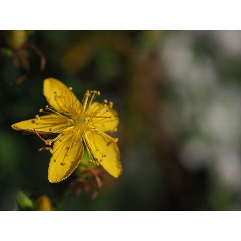 St Johns Wort White Modern Wood Framed Art Print by Bonin, Suzanne