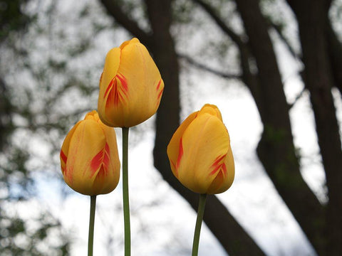 Tulip Trio White Modern Wood Framed Art Print with Double Matting by Bonin, Suzanne