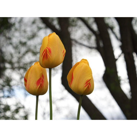 Tulip Trio Black Modern Wood Framed Art Print with Double Matting by Bonin, Suzanne