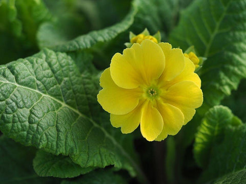 Yellow Beauty White Modern Wood Framed Art Print with Double Matting by Bonin, Suzanne