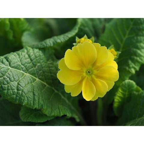 Yellow Beauty Black Modern Wood Framed Art Print by Bonin, Suzanne