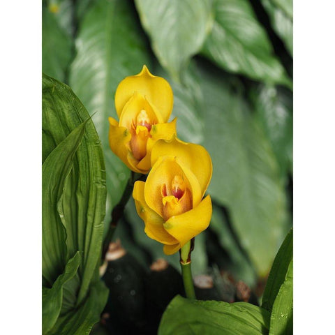 Yellow Ladies Gold Ornate Wood Framed Art Print with Double Matting by Bonin, Suzanne