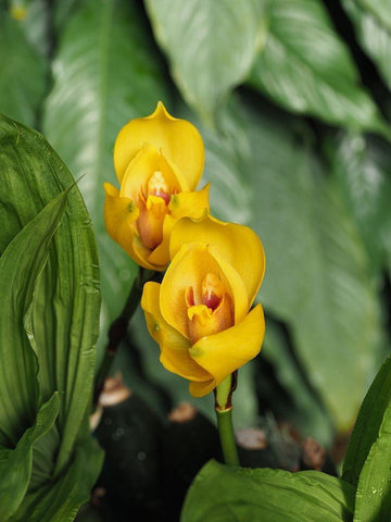 Yellow Ladies Black Ornate Wood Framed Art Print with Double Matting by Bonin, Suzanne