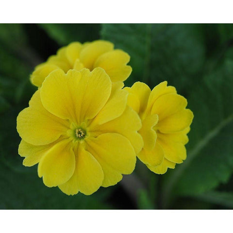 Yellow Trio White Modern Wood Framed Art Print by Bonin, Suzanne