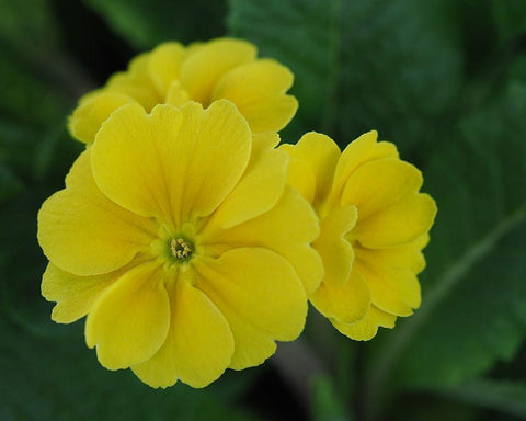 Yellow Trio White Modern Wood Framed Art Print with Double Matting by Bonin, Suzanne