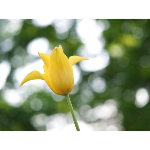 Lady In Yellow Black Modern Wood Framed Art Print with Double Matting by Bonin, Suzanne