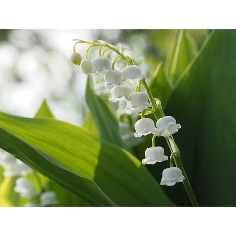 May Lilies White Modern Wood Framed Art Print by Bonin, Suzanne