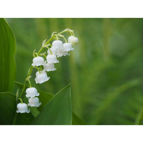 Muguet Black Modern Wood Framed Art Print by Bonin, Suzanne
