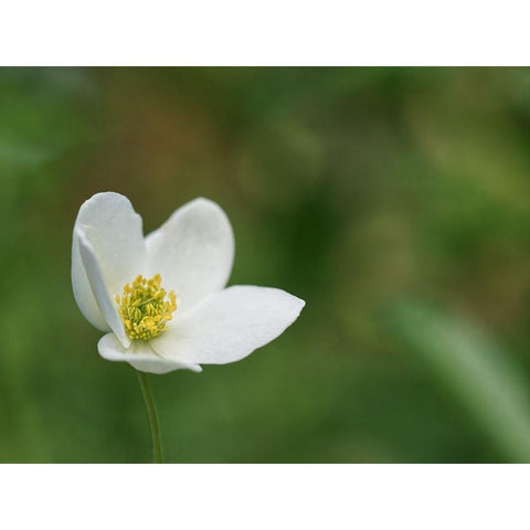 Windflower White Modern Wood Framed Art Print by Bonin, Suzanne