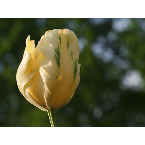 Yellow Green Tulip Gold Ornate Wood Framed Art Print with Double Matting by Bonin, Suzanne