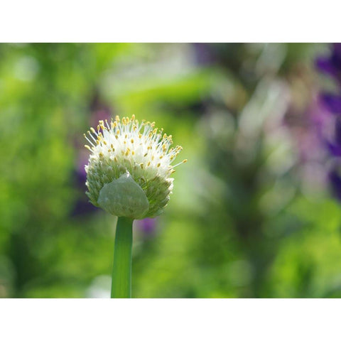 Pretty Onion Black Modern Wood Framed Art Print by Bonin, Suzanne