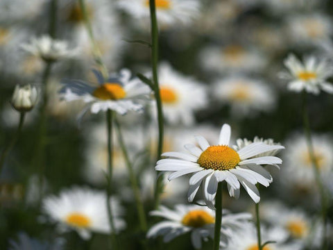 White Daisies White Modern Wood Framed Art Print with Double Matting by Bonin, Suzanne
