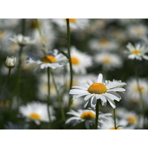 White Daisies White Modern Wood Framed Art Print by Bonin, Suzanne