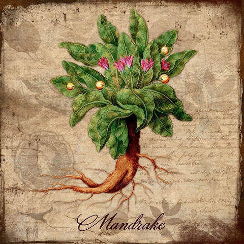 Mandrake Black Ornate Wood Framed Art Print with Double Matting by Lavoie, Tina