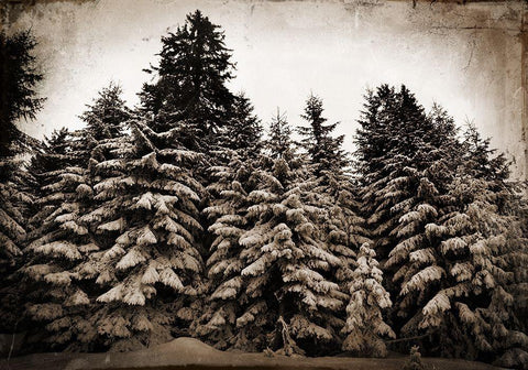 Old Growth Black Ornate Wood Framed Art Print with Double Matting by Lavoie, Tina
