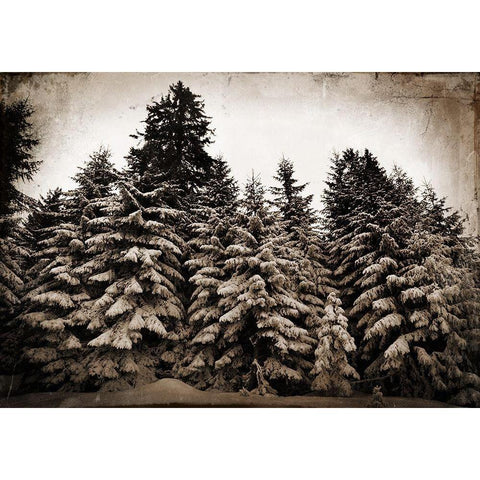 Old Growth Black Modern Wood Framed Art Print by Lavoie, Tina