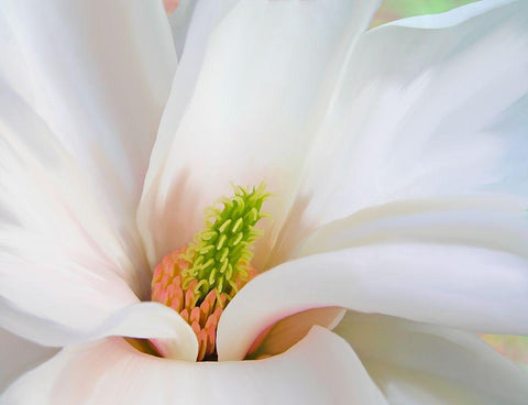 Magnoliaceae White Modern Wood Framed Art Print with Double Matting by Lavoie, Tina