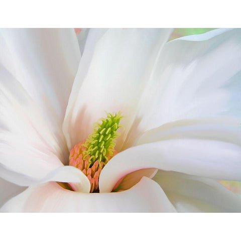 Magnoliaceae Black Modern Wood Framed Art Print by Lavoie, Tina