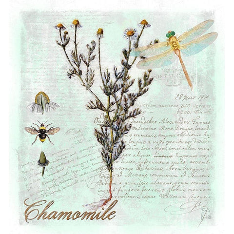 Chamomile Herb Black Modern Wood Framed Art Print with Double Matting by Lavoie, Tina