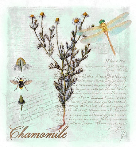 Chamomile Herb White Modern Wood Framed Art Print with Double Matting by Lavoie, Tina