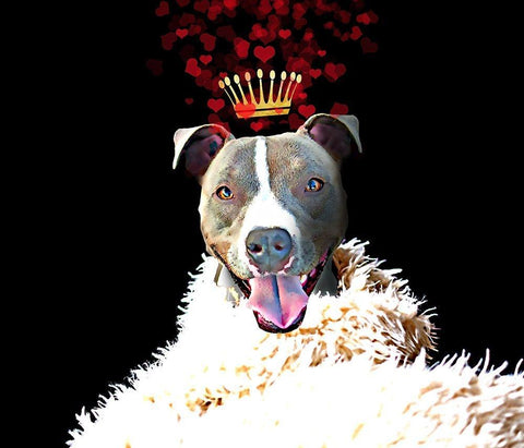 Royal Love Pup - Pit Bull Terrier White Modern Wood Framed Art Print with Double Matting by Lavoie, Tina