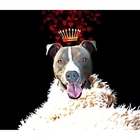 Royal Love Pup - Pit Bull Terrier White Modern Wood Framed Art Print by Lavoie, Tina