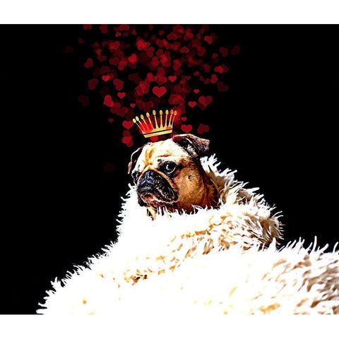 Royal Love Pup - Pug Black Modern Wood Framed Art Print with Double Matting by Lavoie, Tina