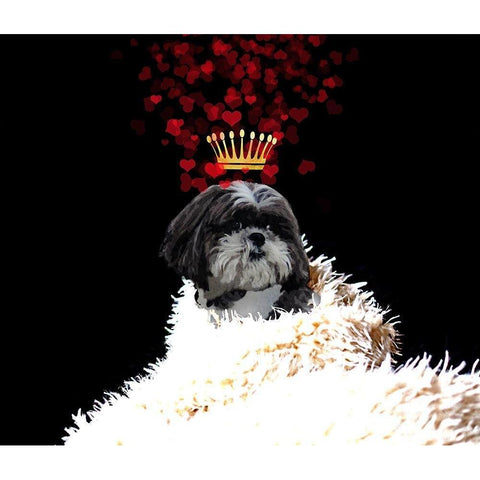 Royal Love Pup - Shi Tzu Black Modern Wood Framed Art Print with Double Matting by Lavoie, Tina