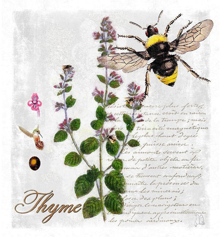 Botanical Garden Thyme Herb White Modern Wood Framed Art Print with Double Matting by Lavoie, Tina