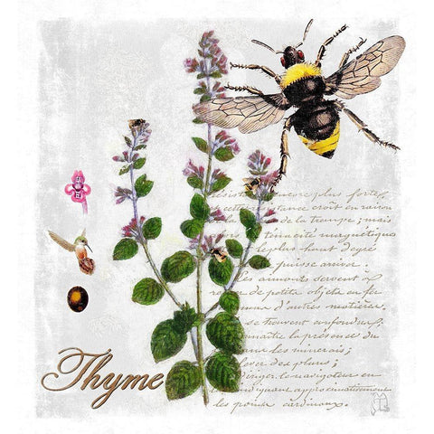 Botanical Garden Thyme Herb Black Modern Wood Framed Art Print with Double Matting by Lavoie, Tina